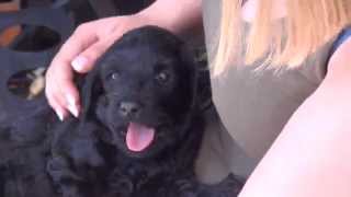 preview picture of video '4 Weeks old Australian Labradoodle - Neo'