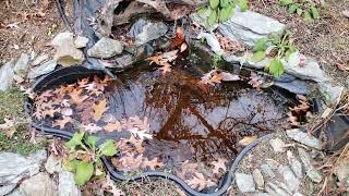 Pond Is Starting To Freeze Over