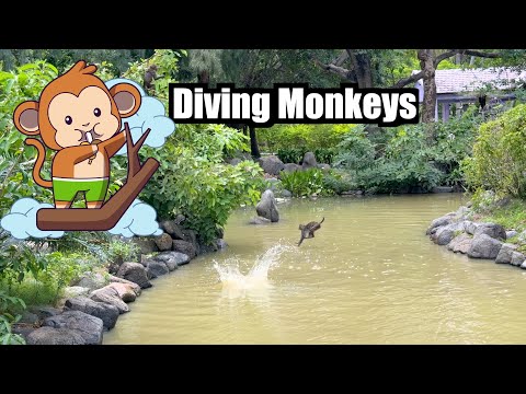 Tree DIVING Monkeys - Nha Trang, Vietnam
