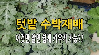 텃밭에서 쉽게 수박재배 키우는 방법! 이것만 알면 된다.