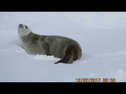 Mar de Ross & Océano Antártico_ 2017 - 2018.