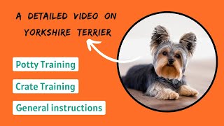 Training a Yorkshire Terrier - Obedience, Potty & Crate Training
