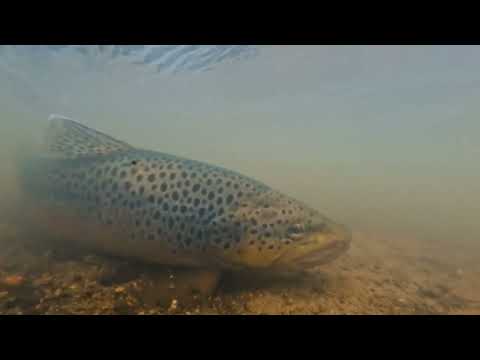 Reviving The River Irk