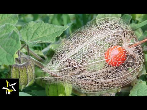 Top 10 - Infrequent And Tasty  Fruits In The World | Tasty  Fruits In The World