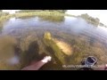 Вот это карп !!! Хочу туда на рыбалку !!! 