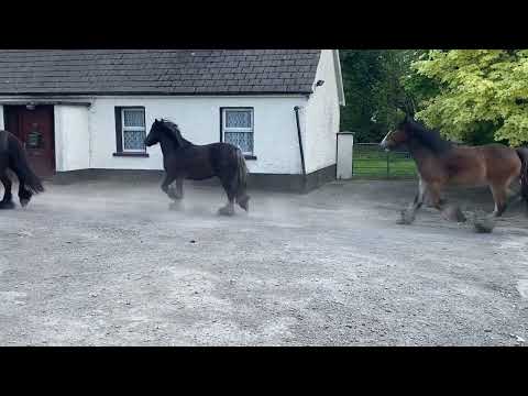 3 Yr Old Cobs - Image 2