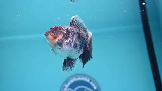 Download lagu Kirin Rose Tail Oranda (240405_OR08) mp3