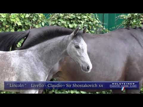 Holsteiner Elite-Fohlenauktion | Nr. 13 v. Livello - Claudio