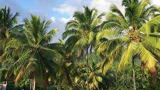 Coconut trees in Sri Lanka