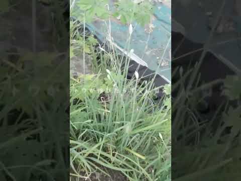 スノードロップ 高耐性 今年の最初の花