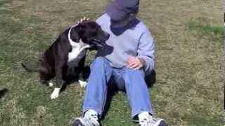 MAMA BLUE...the pitbull lovebug (Adopted)