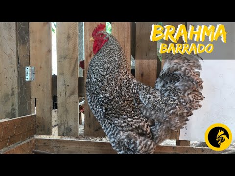 , title : 'BRAHMA BARRADO - Criatório Pestana Aves Ornamentais'