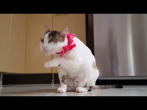 Video Of Funny Cat