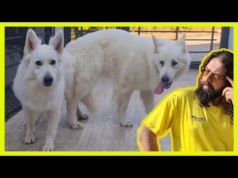 NEW MATING - WHITE GERMAN SHEPHERD - LEXA DOG HEAT