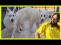 NEW MATING WHITE GERMAN SHEPHERD LEXA DOG HEAT