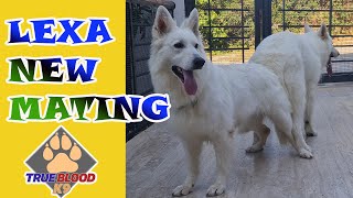 NEW MATING - WHITE GERMAN SHEPHERD - LEXA DOG HEAT