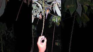 Download lagu Menangkap burung muray di pohon singkong #shortvideo mp3