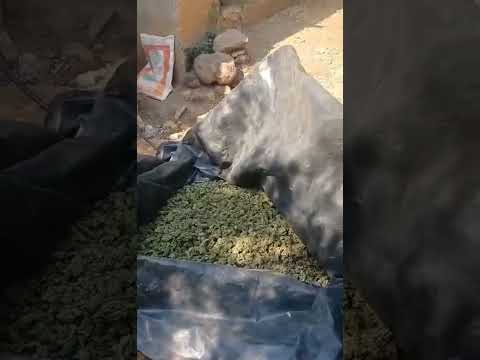 EL CORRIDO DE LA RONCHA .