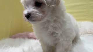 ハーフ犬の動画01