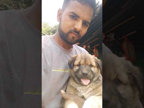 dog||dog video||#trending #short #trending #viral #Dilpesh4747