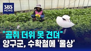 더위 못 견뎌 곰취 사라지나..수확철에 '울상' / SBS