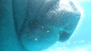 preview picture of video 'MANATEE AT MIAMI SEAQUARIUM FLORIDA  EATING LETTUCE CLOSE UP'