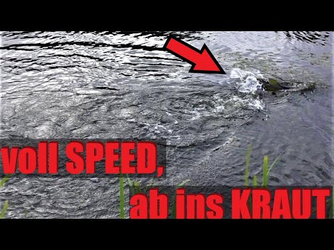GROßE Fische auf KLEINE Köder od. KLEINE Fische auf GROßE Köder? - kleiner SPINMAD vs großer SPINMAD