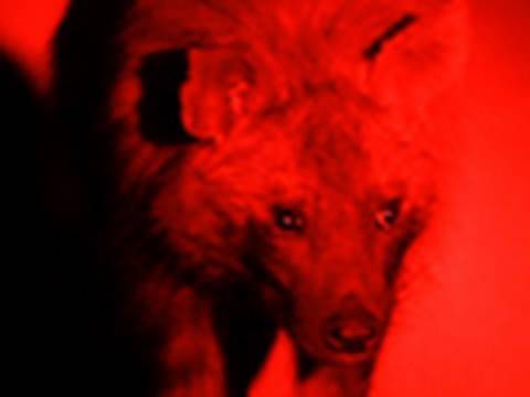 Save South Africa's Brown Hyaenas