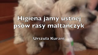 Higiena jamy ustnej psów rasy maltańczyk
