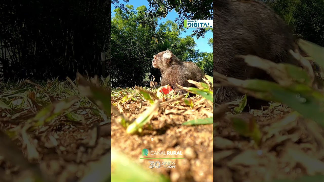 Mico-sagui é pego no pulo saboreando uma goiaba