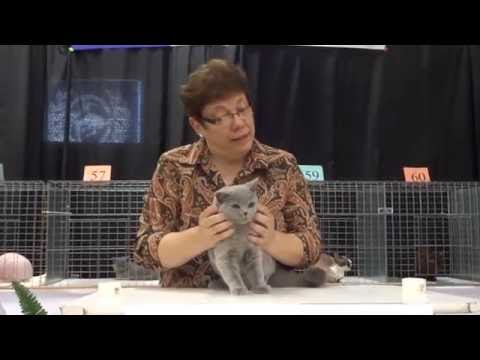 Blue British Shorthair kitten at a cat show