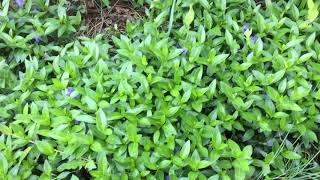 flowers (Eurydice’s song) - Anaïs Mitchell cover