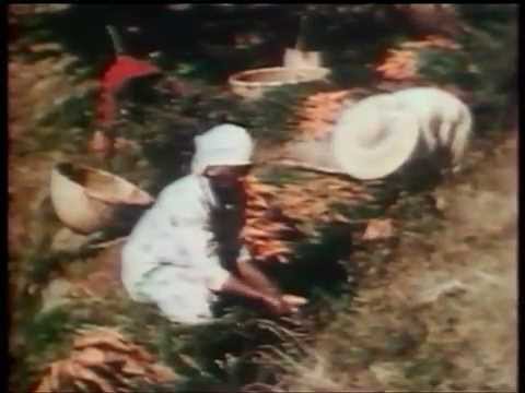 La Réunion... Longtemps