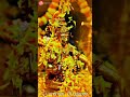 Thaga Thaga Thanga Koorai Song Whatsapp Status K J Jesudas Ayyappan Song Status Tamil