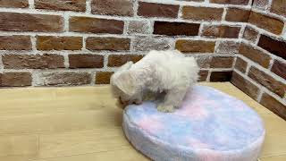 ミニチュアシュナウザーの動画01