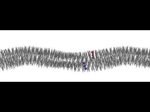 Lipid flip-flop event (Coarse-grained simulation using Farago model)