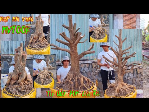 Chào bán Mai vàng mai tư quy đê lu h70 giá mềm ngày 7/4/2023 lh0763666619 nhã