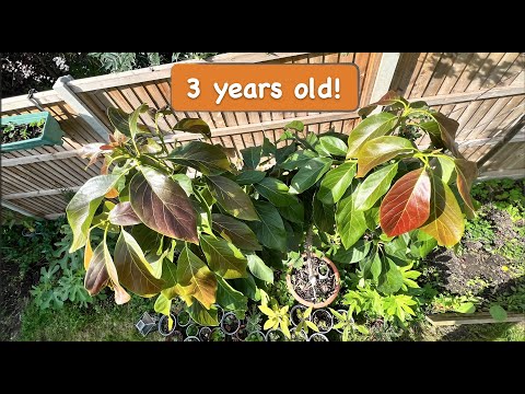 Three years old Avocado Tree Grown from Seed [3 years timelapse]