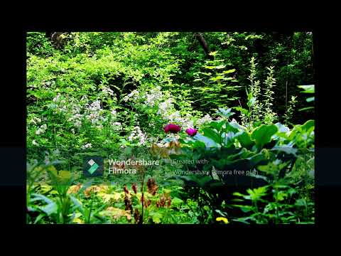 David Gordon - Air on a Heart String