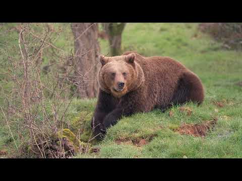 Whipsnade Zoo's brown bears gently wake from hibernation