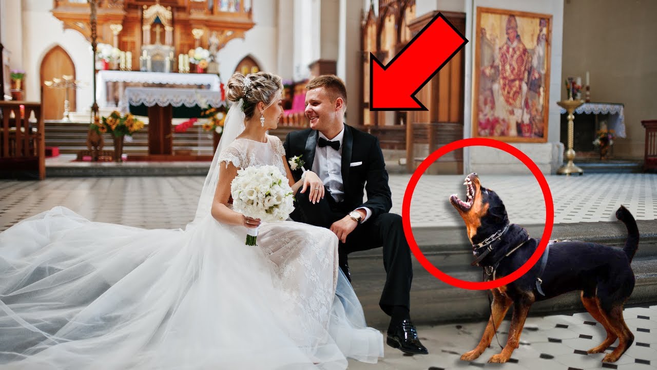😰PERRO LADRA AL NOVIO. LA NOVIA DECIDE INVESTIGAR Y HACE UN DESCUBRIMIENTO QUE LA DEJA HORRORIZADA…