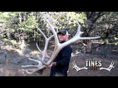 Tines Up Tuesday: Episode 8, Big Brown Elk Shed Antlers with Reggie, JD, and Eric