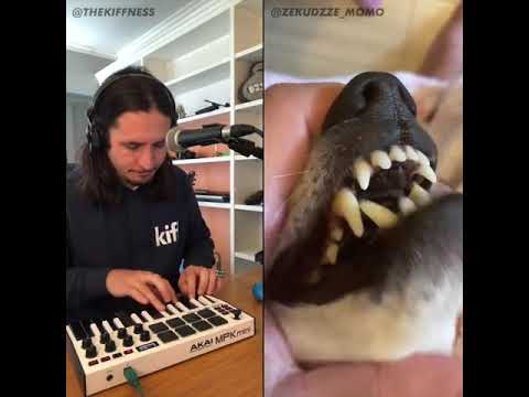 The Kiffness x Lalala Dog   Lalala  Live Looping Singing Поёт Собачка