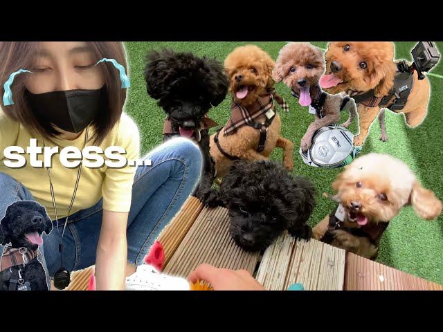 Video pronuncia di 여섯 in Coreano