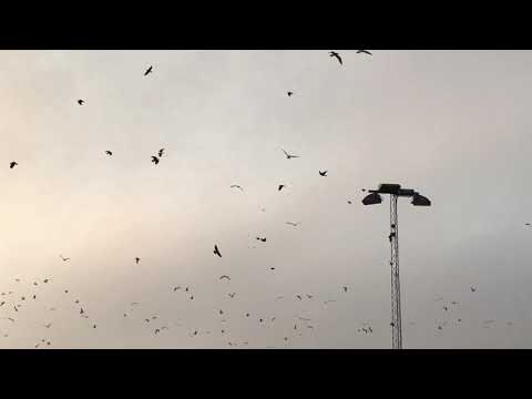 ANGELSKOG Forever - 190218 - RONNEBY (HEABY) - Blekinge - iPhone SE (Music by HAMMOCK)