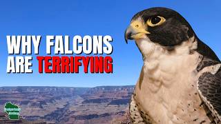 5 Things You Didn't Know About Falcons