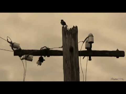 The Blues Mystery - Back To The Dirty Town