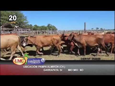 Lote 150 Novillitos en Pampa Almirón, Chaco