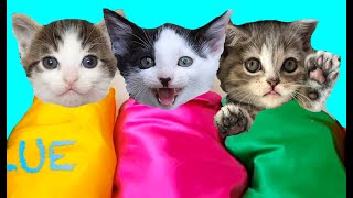 Playing with my little kittens / Feeding Baby cats