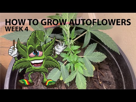 How To Grow Autoflowers | 200w LED Closet Grow | Week 4 | How To LST (Low Stress Train)